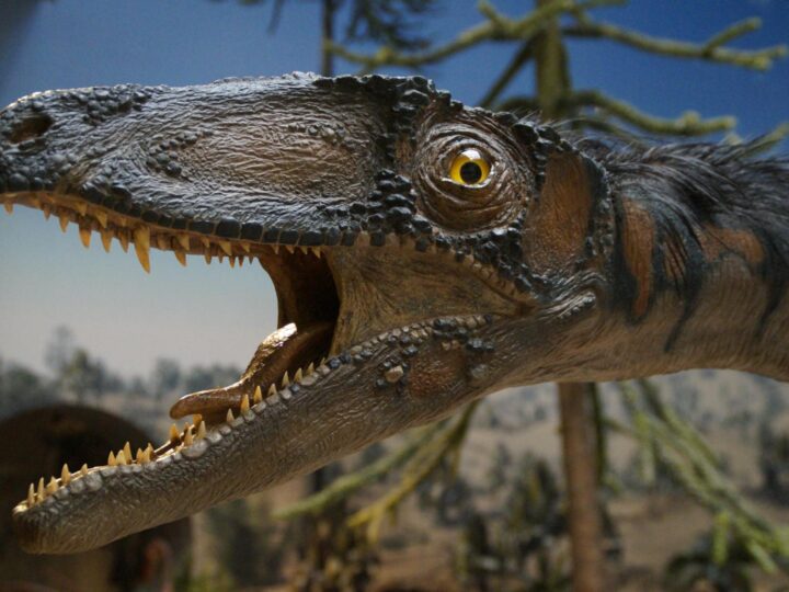 Museu de Histria Natural
